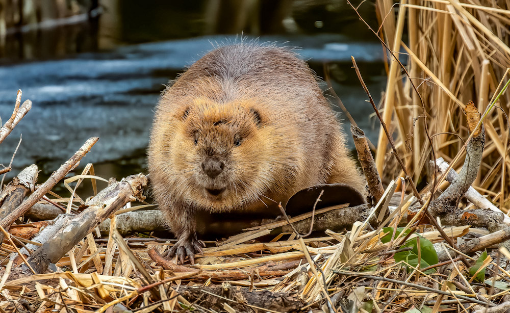 Beaver